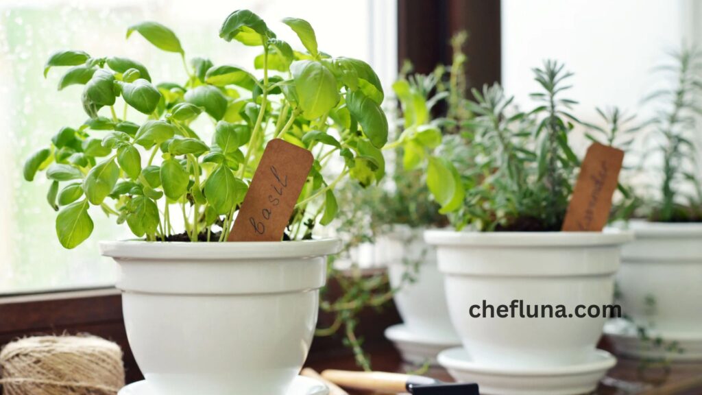 Make the Most of Seasonal Herbs in Cooking